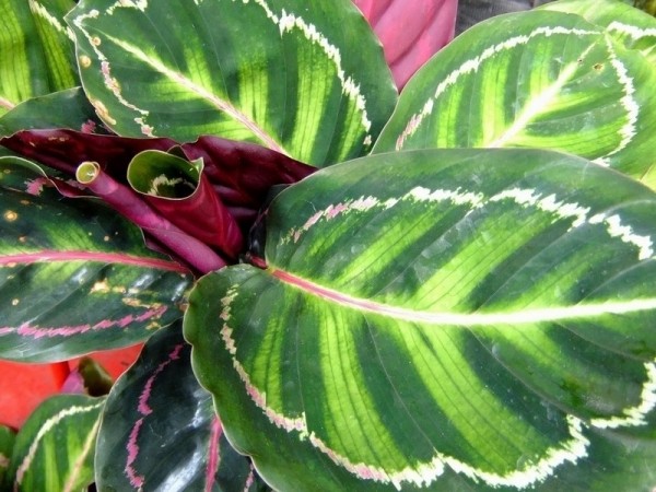 fa51df_Calathea_picta_x800