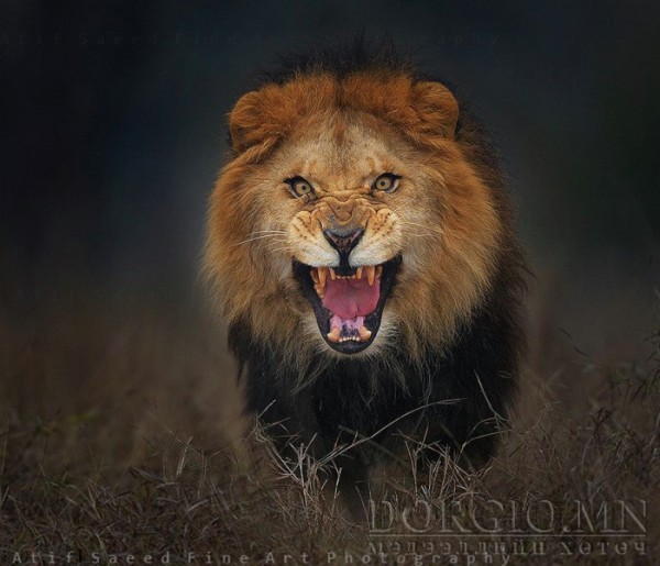 lion_attack_photo_0294338322201504130330