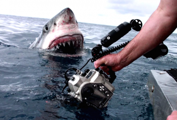 filmmakers-capture-terrifying-great-white-shark-up-close