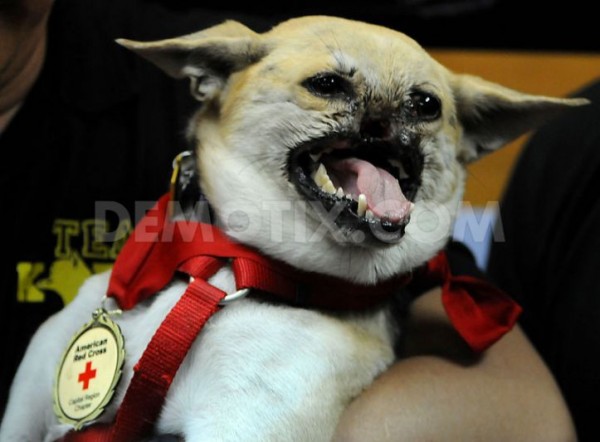 1370677217-hero-dog-kabang-arrives-back-in-the-philippines_2131028(1)