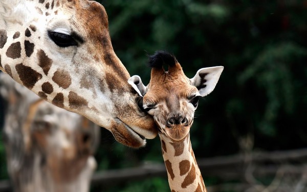 7005461-giraffe-baby-animals