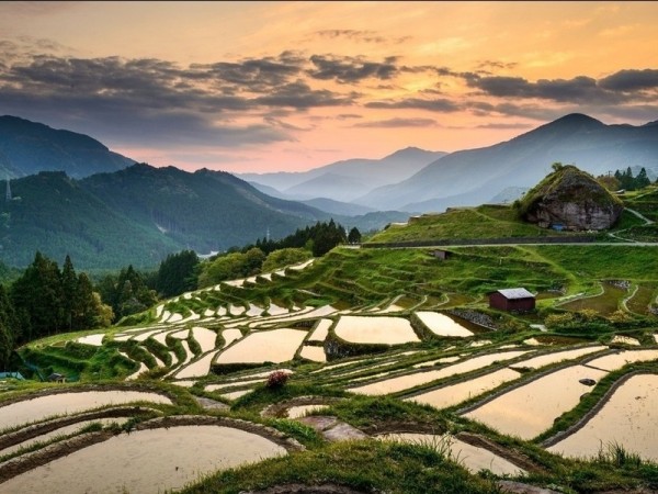 a70d8f_rice_paddy_japan_x800