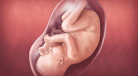 40-weeks-baby-interactive