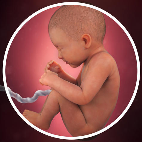 pregnancy-week-34-lung-development_square-zoom-2