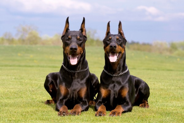 doberman-pinscher