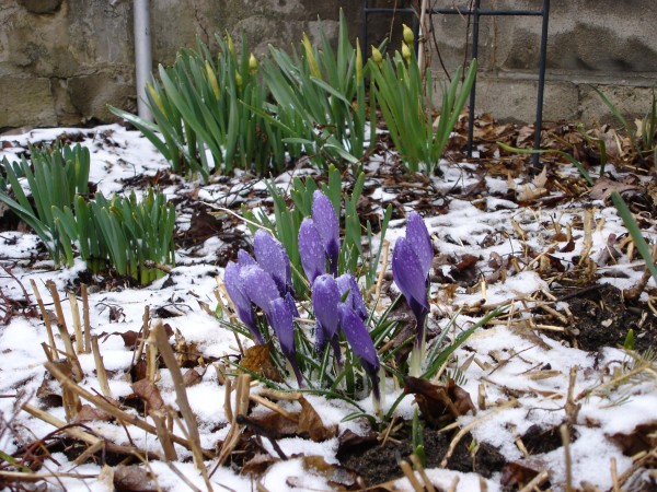 Spring-in-Cleveland