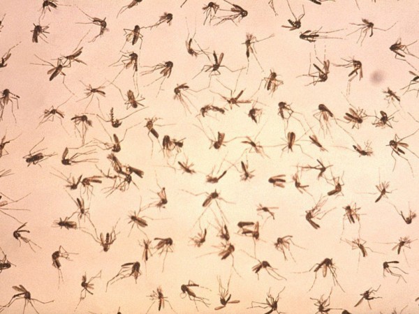 ps_pgroup-of-dead-adult-mosquitoes_1454119911.jpg.814x610_q85