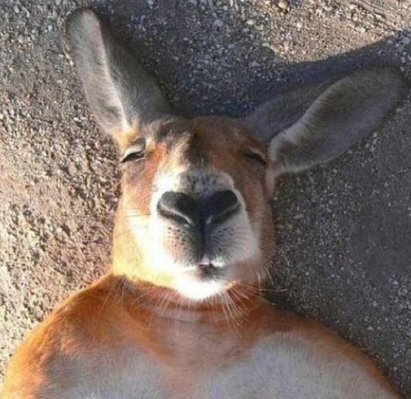 23-funniest-animal-selfies-2