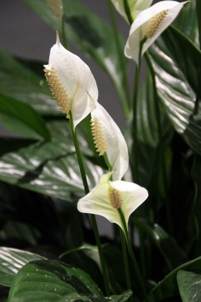 peace-lily1